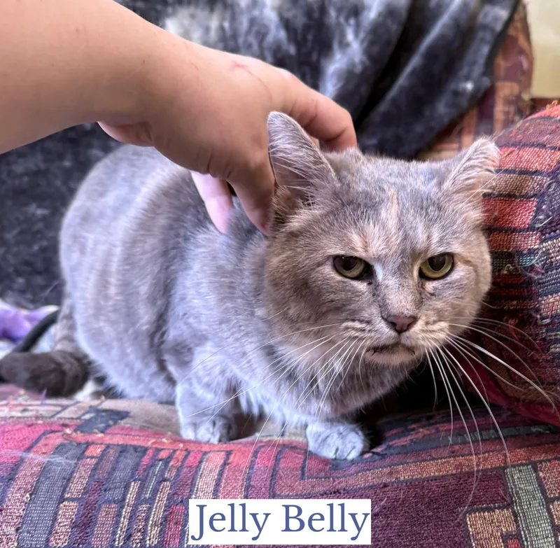 Jelly Belly