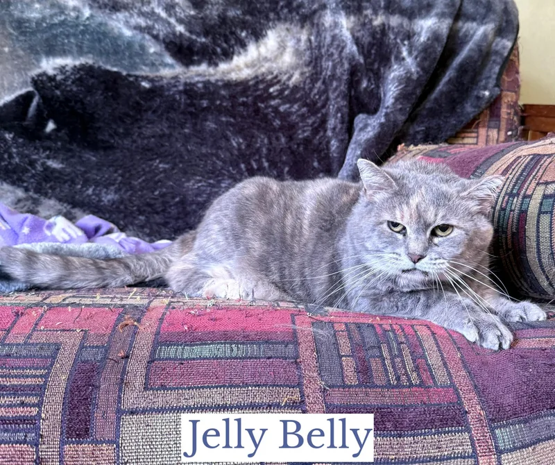 Jelly Belly thumbnail 2