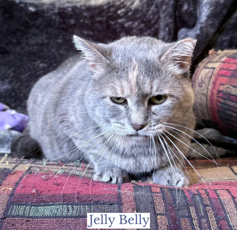Jelly Belly thumbnail 3