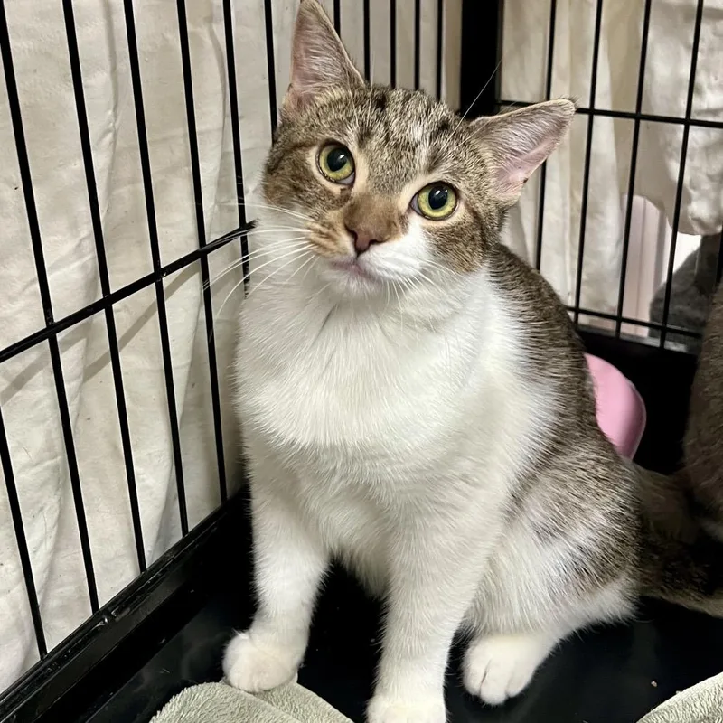 Starbucks thumbnail 2