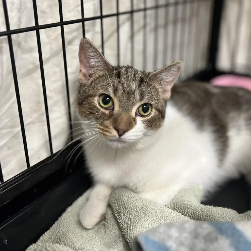 Starbucks thumbnail 4