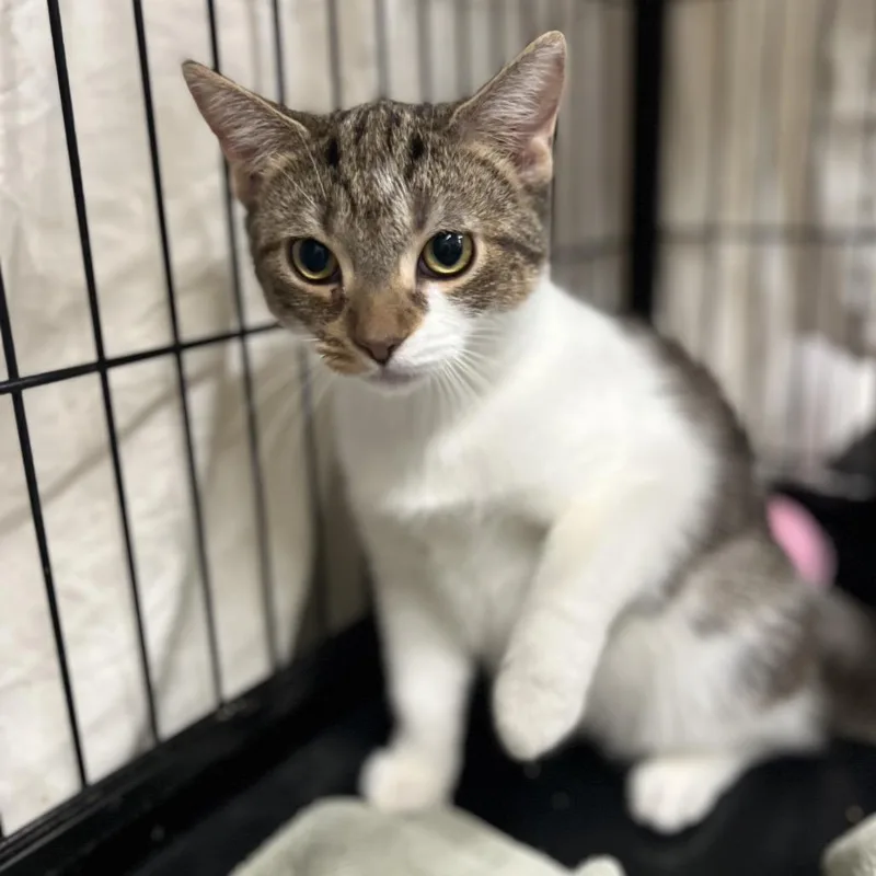 Starbucks thumbnail 6