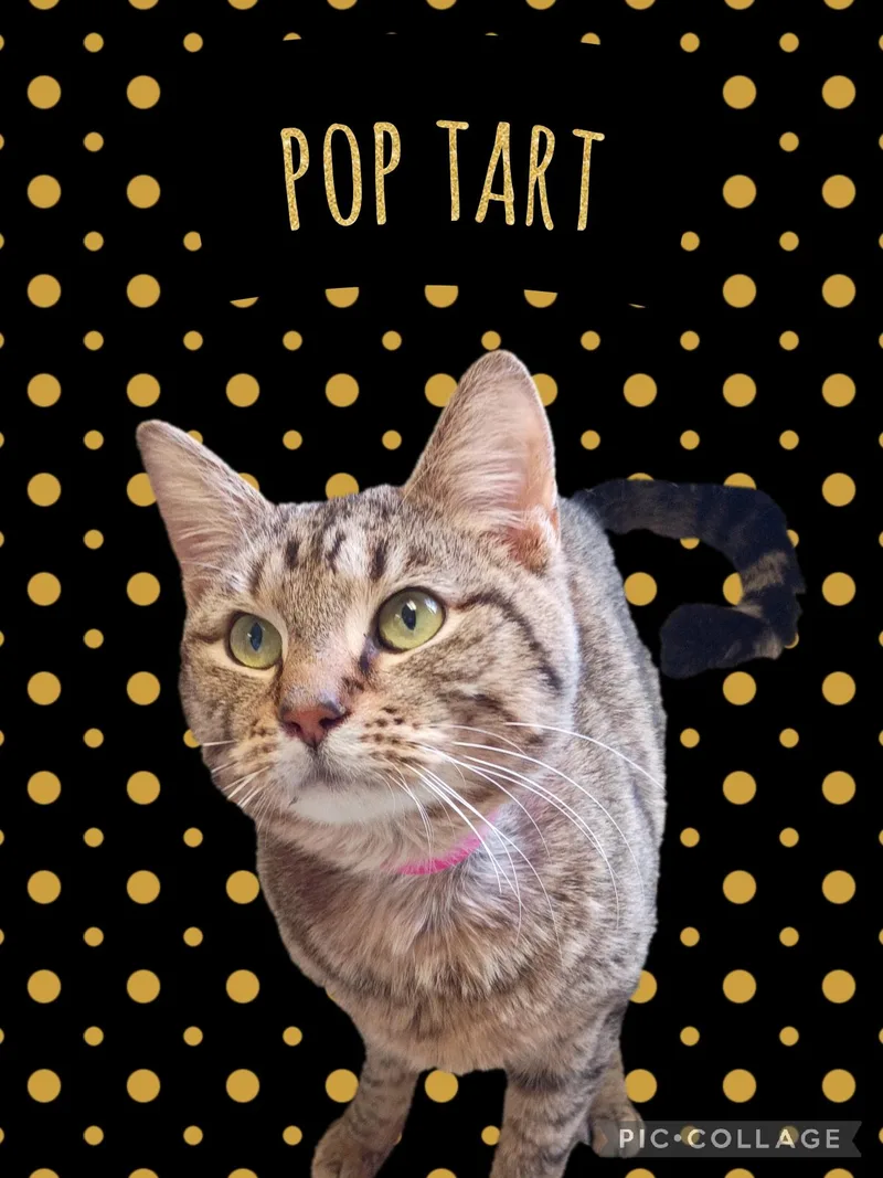 Pop Tart