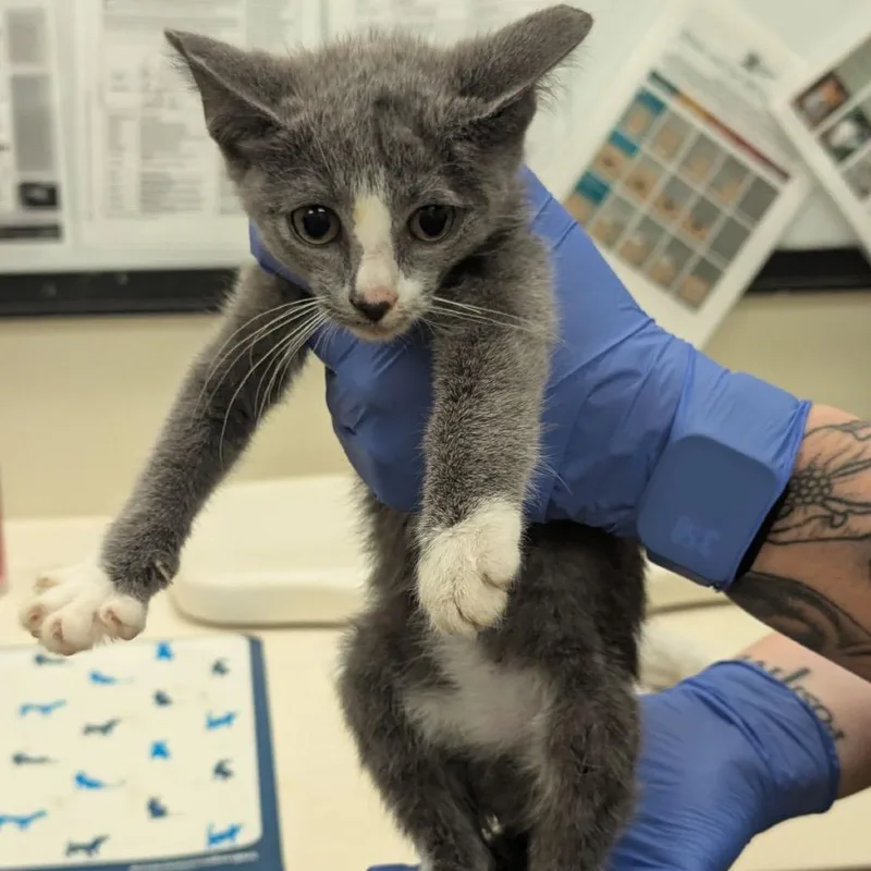 A baby small-sized female Gray / Blue / Silver Domestic Short Hair cat named Victoria for adoption in Lynchburg, VA