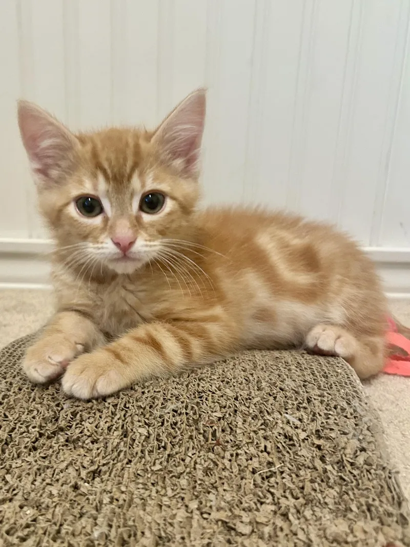 A baby small-sized male Tabby (Orange / Red) Domestic Short Hair cat named Butter for adoption in Portland, OR