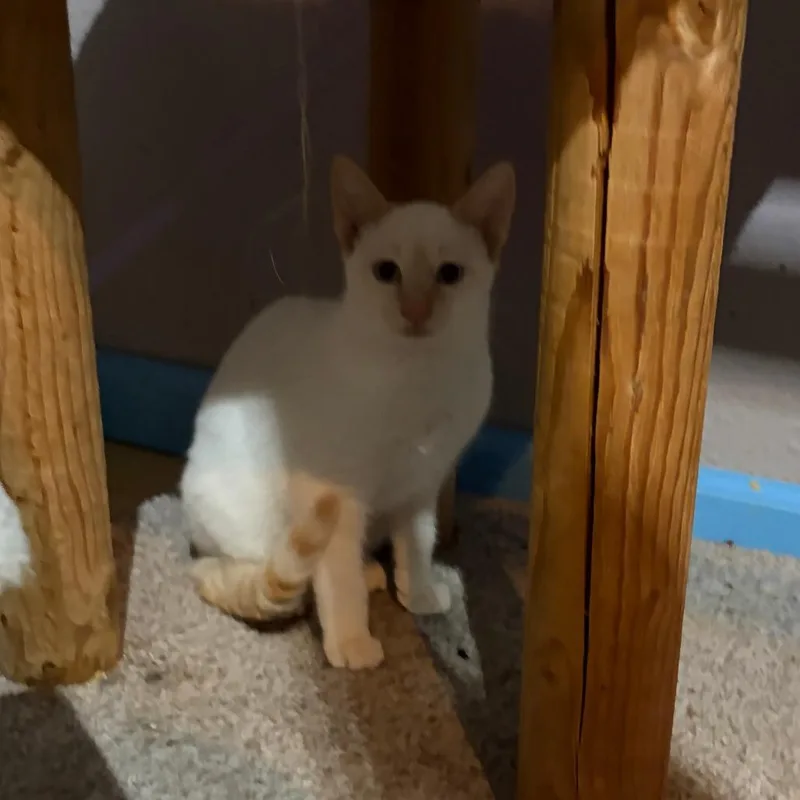 A baby small-sized male Domestic Short Hair cat named Phoenix for adoption in Pleasanton, CA