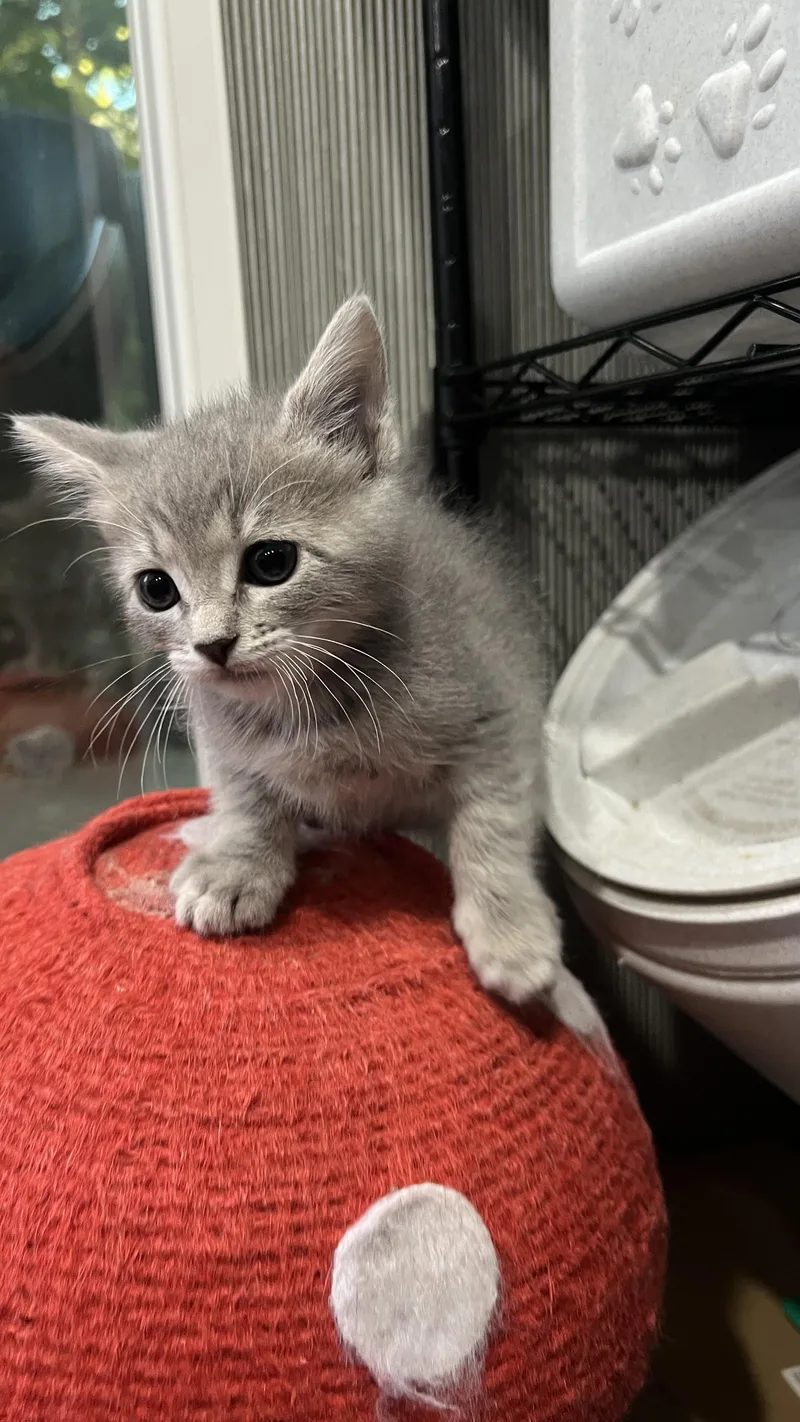 A baby small-sized female Domestic Short Hair cat named Olivia for adoption in Long Beach, CA