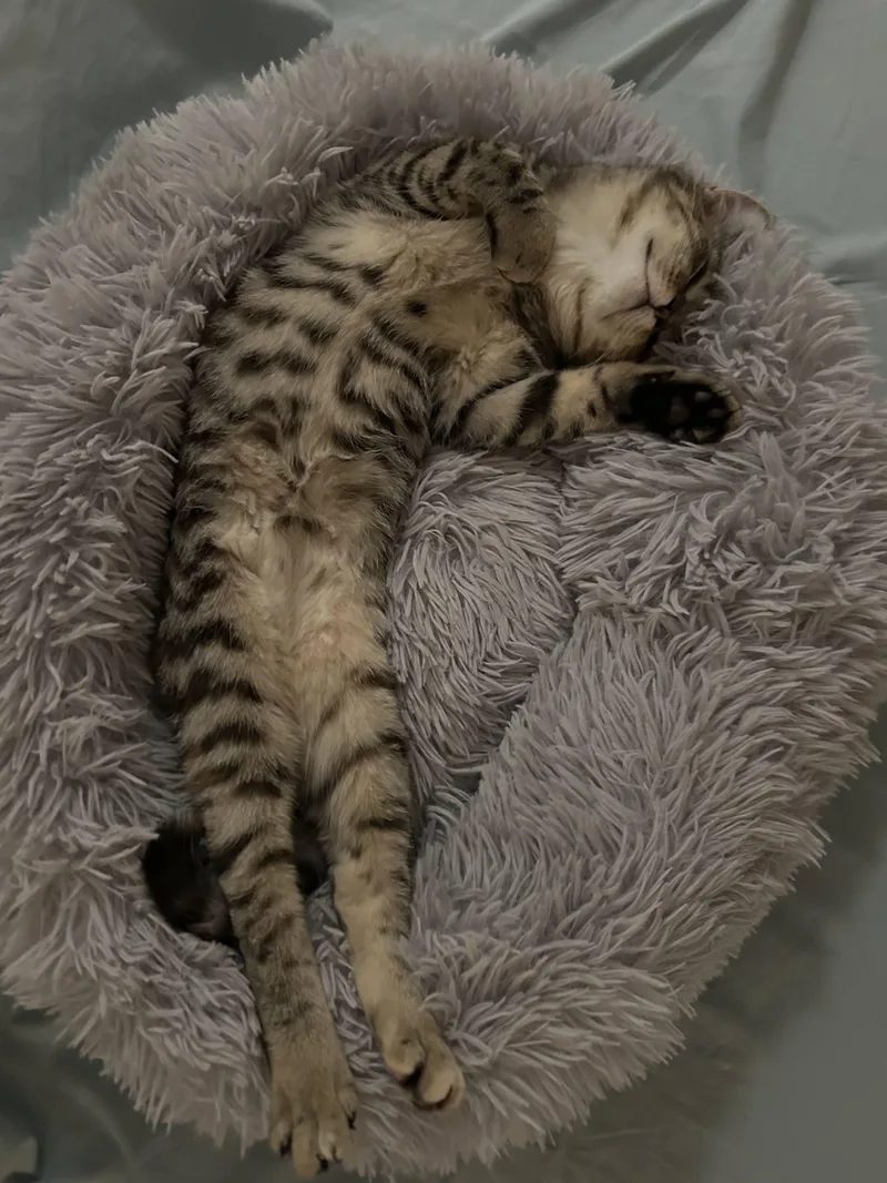 Pepper & Toast thumbnail 2