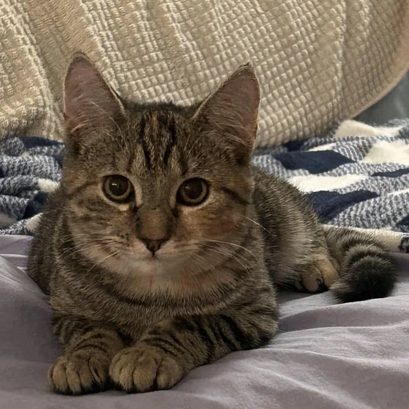 Pepper & Toast thumbnail 3