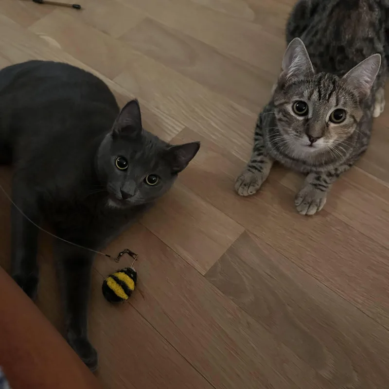 Pepper & Toast thumbnail 4