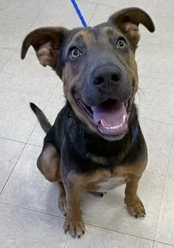 A young medium-sized male German Shepherd Dog dog named Potato Chip for adoption in Killeen, TX