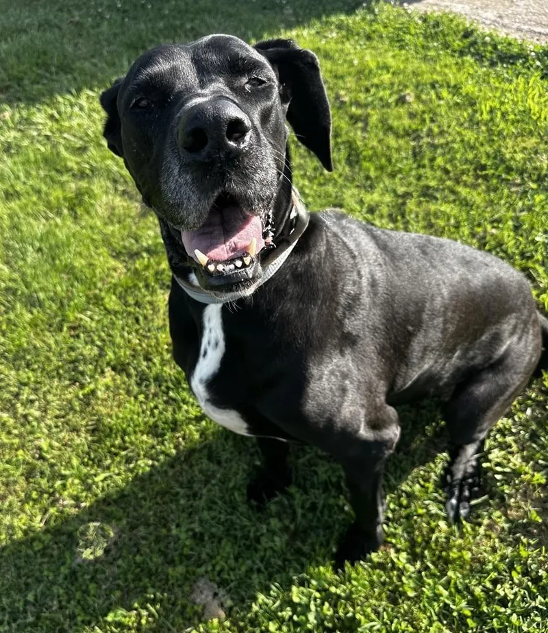 An adult large-sized female Tricolor (Brown, Black, & White) Great Dane dog named Odessa for adoption in Evansville, IN