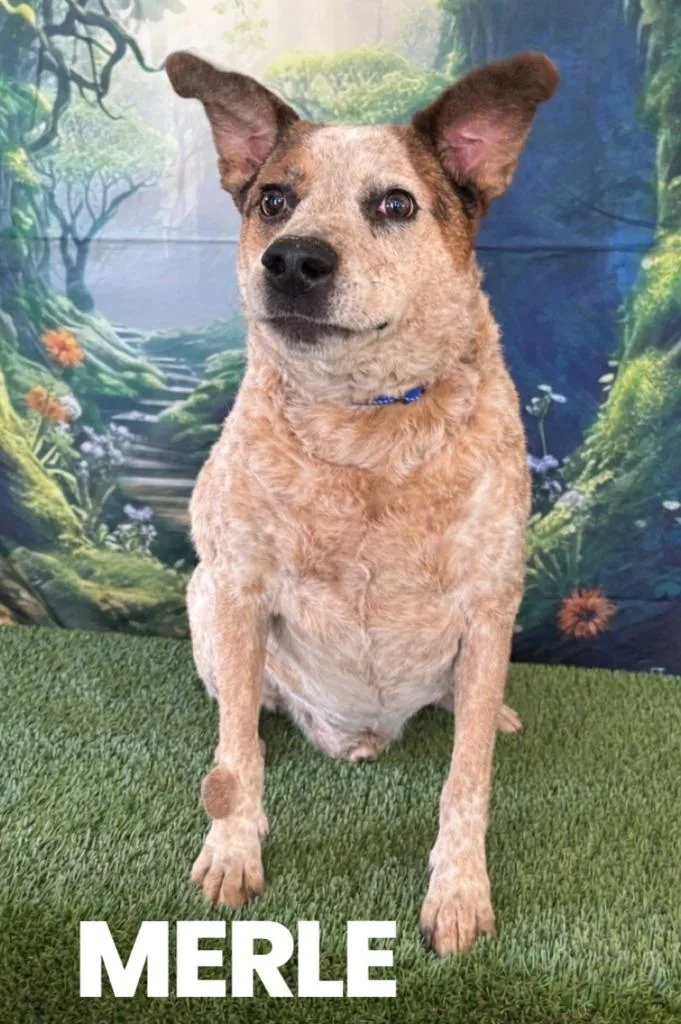 A senior medium-sized male Hound dog named Merlerex for adoption in Rutherfordton, NC