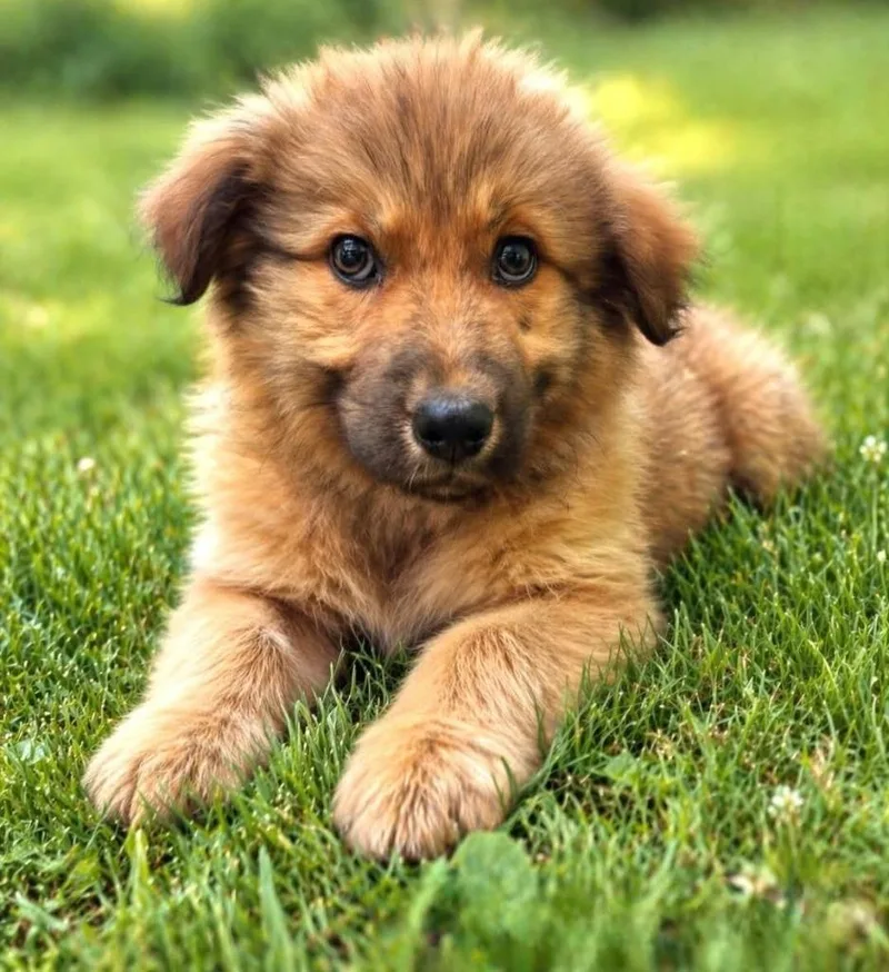 A baby medium-sized female Mixed Breed dog named Queenie for adoption in Fond Du Lac, WI