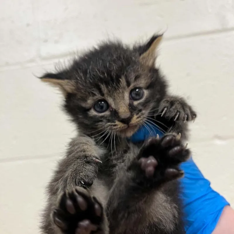 A baby small-sized male Brown / Chocolate Domestic Medium Hair cat named Svasstray for adoption in Lyndhurst, VA