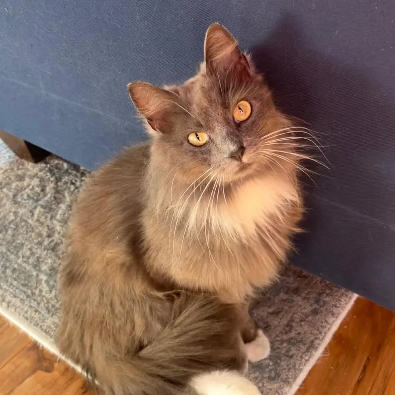 An adult medium-sized female Gray / Blue / Silver Domestic Long Hair cat named Opal for adoption in Gibsonia, PA