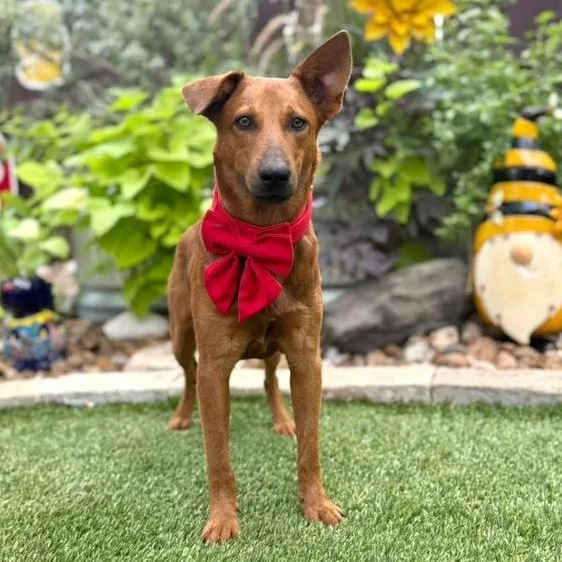 A young medium-sized male Red / Chestnut / Orange Terrier dog named Cowboy for adoption in Southport, CT