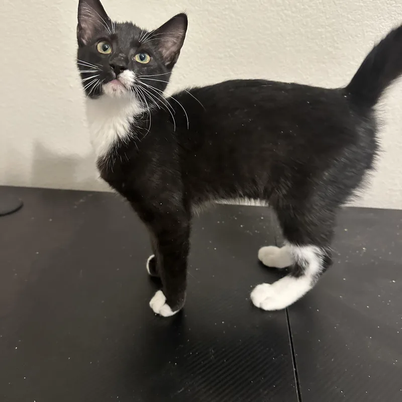A young medium-sized male Tuxedo cat named Alex for adoption in queen creek, AZ