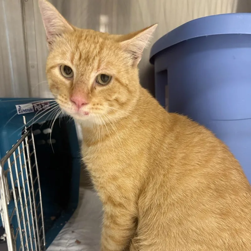 An adult small-sized male Domestic Short Hair cat named RicochetC for adoption in East Saint Louis, IL
