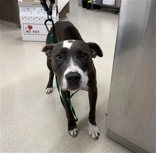 A young medium-sized female Pit Bull Terrier dog named Sugar for adoption in Baytown, TX