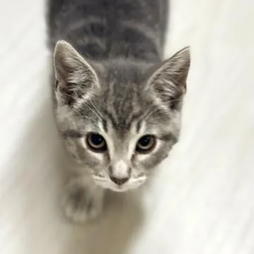 A baby medium-sized female Gray / Blue / Silver Domestic Short Hair cat named Fern for adoption in Long Beach, WA