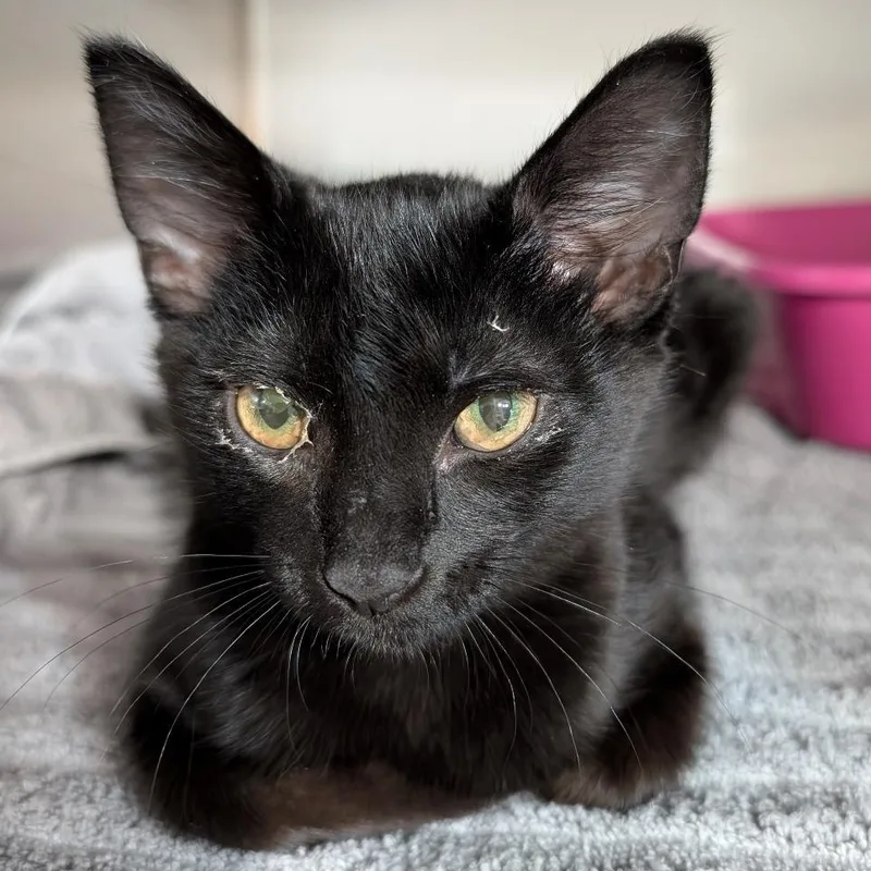 A baby medium-sized female Black Domestic Short Hair cat named Gia for adoption in Reisterstown, MD