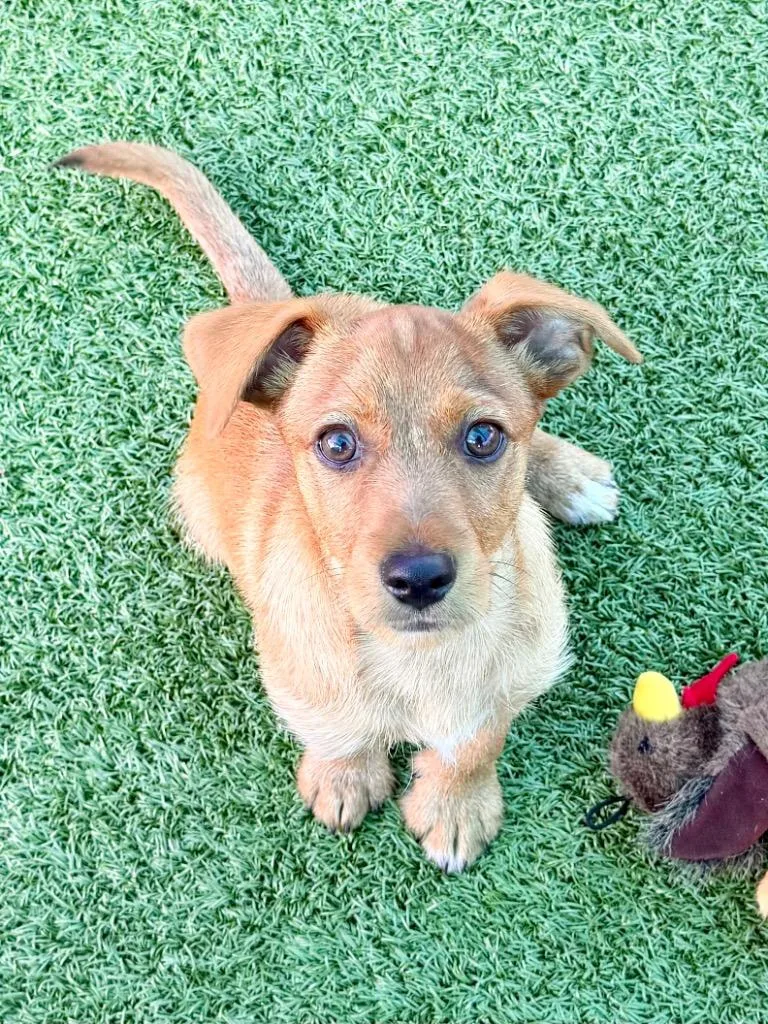 A baby small-sized male Dachshund dog named Secretariat for adoption in Cape Coral, FL
