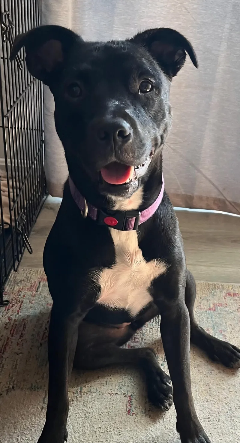 An adult medium-sized female Black American Staffordshire Terrier dog named Luna for adoption in Brunswick, OH