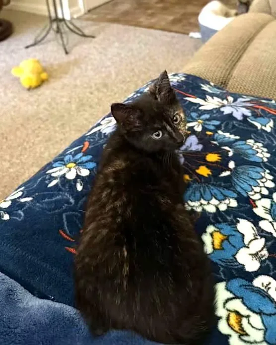 A baby small-sized female Tortoiseshell cat named Katmai for adoption in Monterey, VA