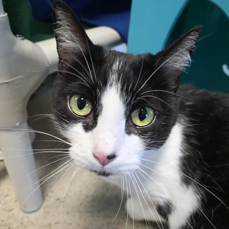 An adult medium-sized female Domestic Short Hair cat named Martina for adoption in Oshkosh, WI