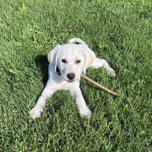 A baby small-sized female White / Cream Golden Retriever dog named Isles for adoption in Fishers, IN
