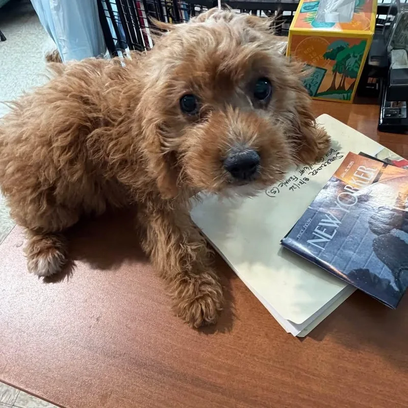 A baby small-sized female Goldendoodle dog named Lira for adoption in Ozone Park, NY
