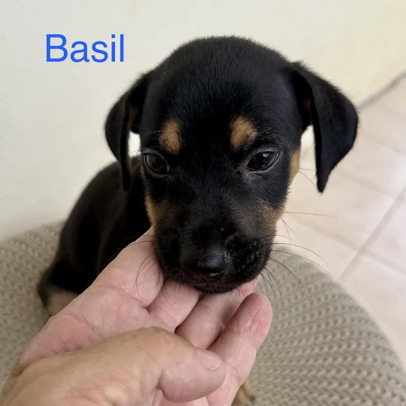 Basil