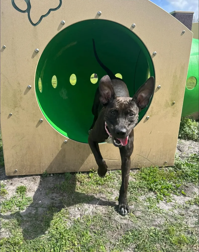 A young medium-sized female Black Labrador Retriever dog named Pepper for adoption