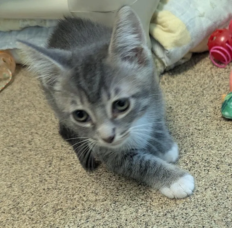 A baby small-sized male Domestic Short Hair cat named Wes for adoption in Cape Coral, FL