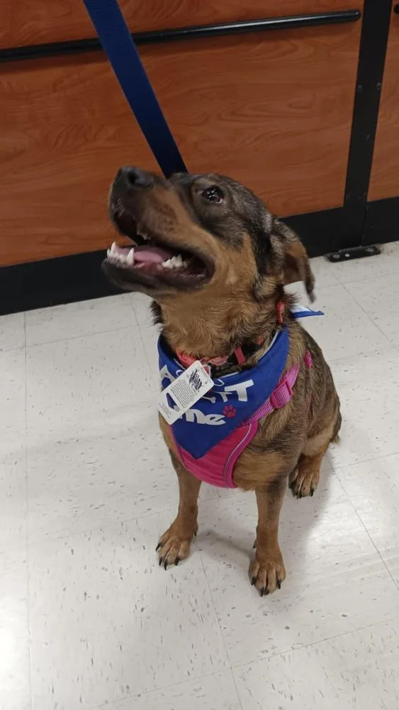 Frances Bean thumbnail 4