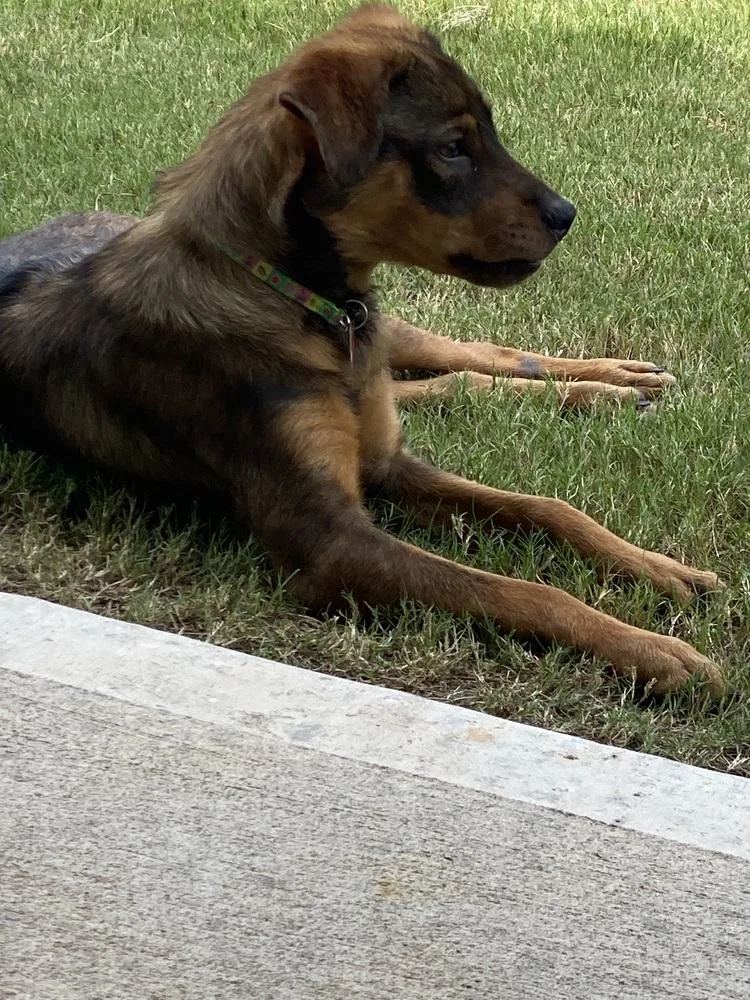 Frances Bean thumbnail 5