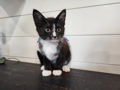 A baby small-sized female Domestic Short Hair cat named July for adoption in Wilkesboro, NC