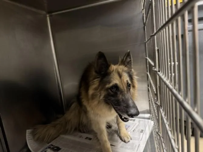 An adult medium-sized female Belgian Shepherd / Tervuren dog named Athena for adoption in Van Nuys, CA