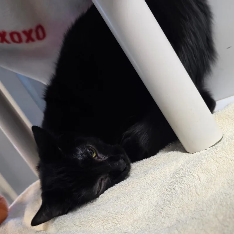 A young medium-sized male Black Domestic Short Hair cat named Kimo for adoption in Fort Wayne, IN