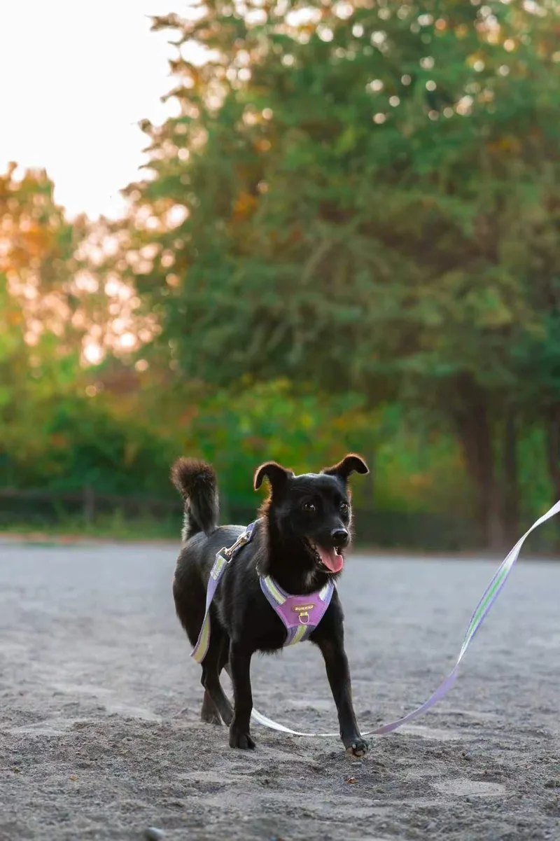 A young small-sized male Black Spitz dog named Nico for adoption in Oceanside, CA