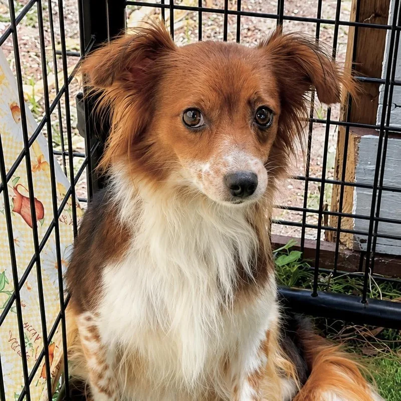 An adult small-sized female White / Cream Chihuahua dog named Rosa for adoption in Tampa, FL