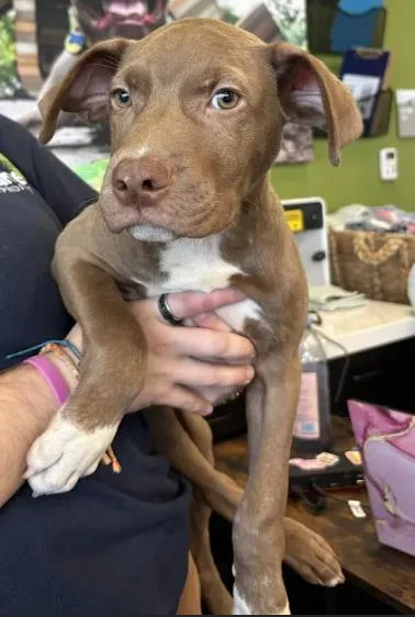 A baby small-sized male Mixed Breed dog named Jeffery for adoption in Atlanta, GA