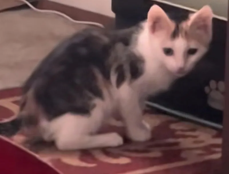 A baby medium-sized female Torbie Domestic Short Hair cat named Phyllis for adoption in Clayton, NJ
