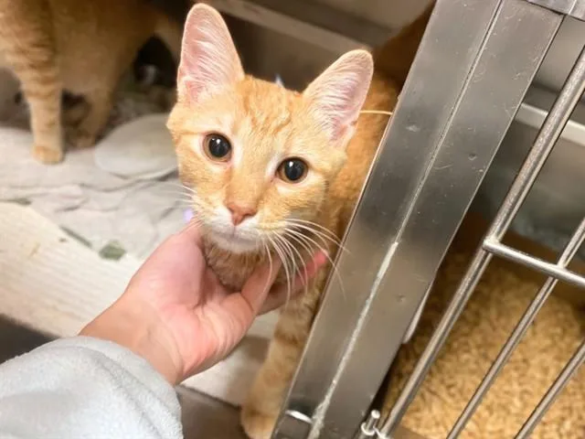 A baby small-sized male Domestic Short Hair cat named Pedro for adoption in Fort Wayne, IN