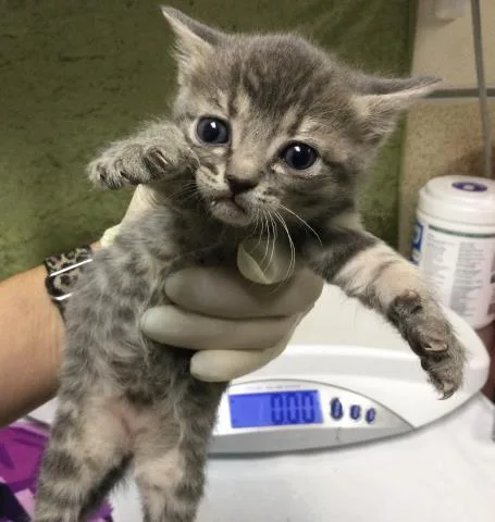 A baby small-sized female Domestic Short Hair cat named Bingo for adoption in Riverside, CA