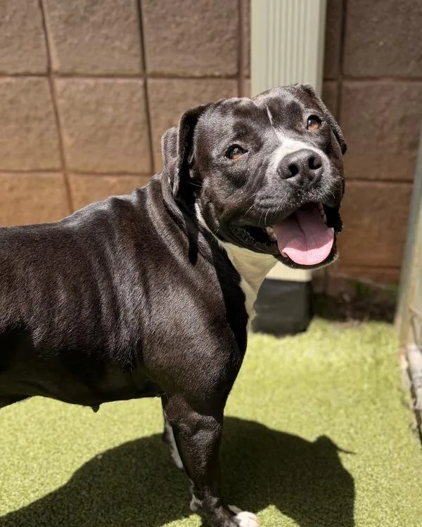 An adult large-sized female Pit Bull Terrier dog named Danielle for adoption in Canton, GA