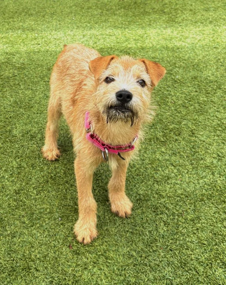 A young medium-sized female Brown / Chocolate Border Terrier dog named Rozzy for adoption in Fort Lupton, CO