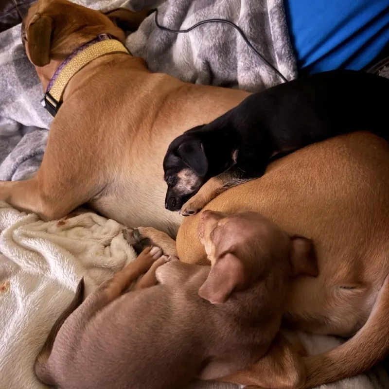 A baby small-sized female Terrier dog named Queso for adoption in Raleigh, NC
