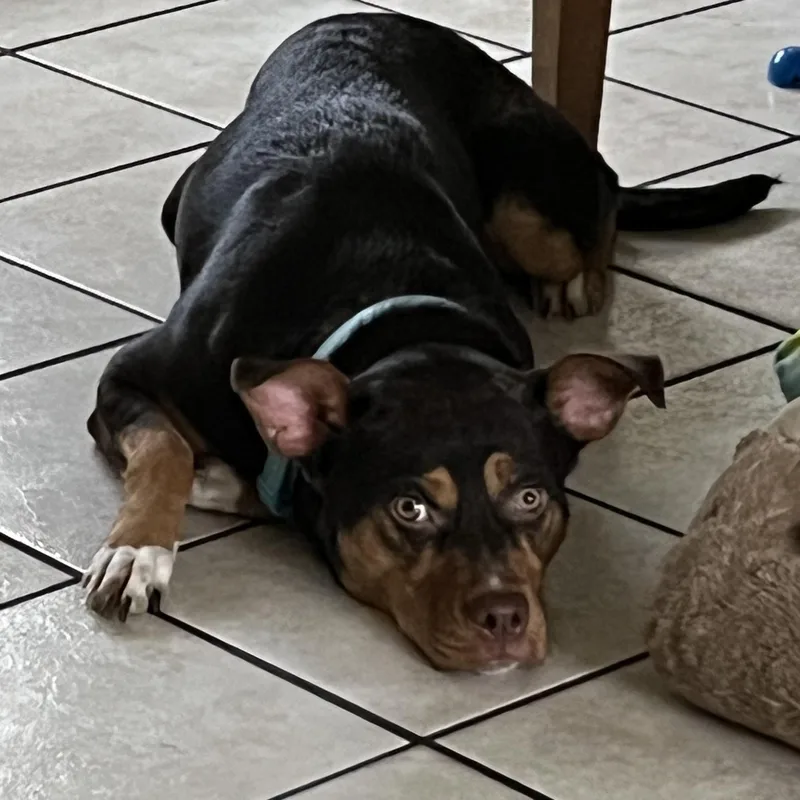 A young large-sized female Brown / Chocolate Terrier dog named Cocoa Bella for adoption in Boca Raton, FL